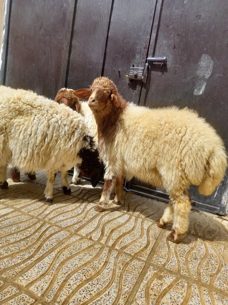 گوسفند زنده|حیوانات مزرعه|کرمانشاه, |دیوار