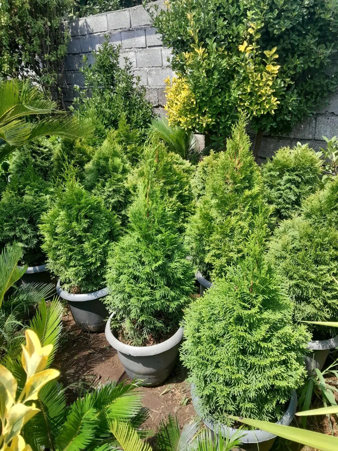 فروش یاس هلندی شمشاد لاوسون تویا لگستروم|خدمات باغبانی و درختکاری|چابکسر, |دیوار