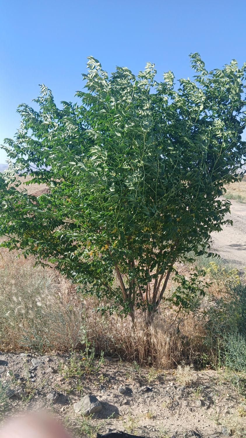 فروش خانه ویلایی ۵۱۹ متری در نوچاه فردوسی|فروش خانه و ویلا|مشهد, نوچاه|دیوار