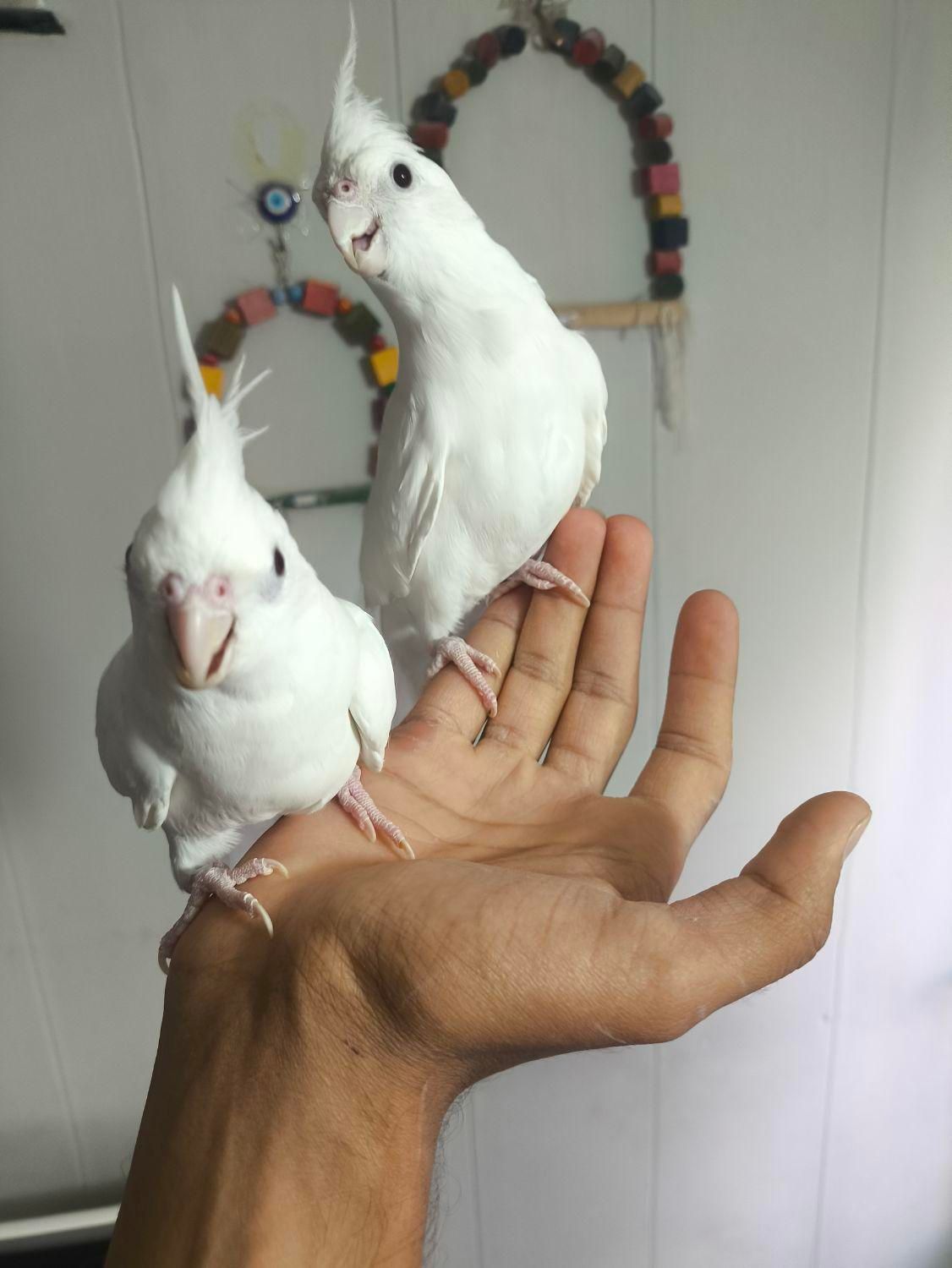 طوطی ملنگو و عروس هلندی|پرنده|بیرجند, |دیوار