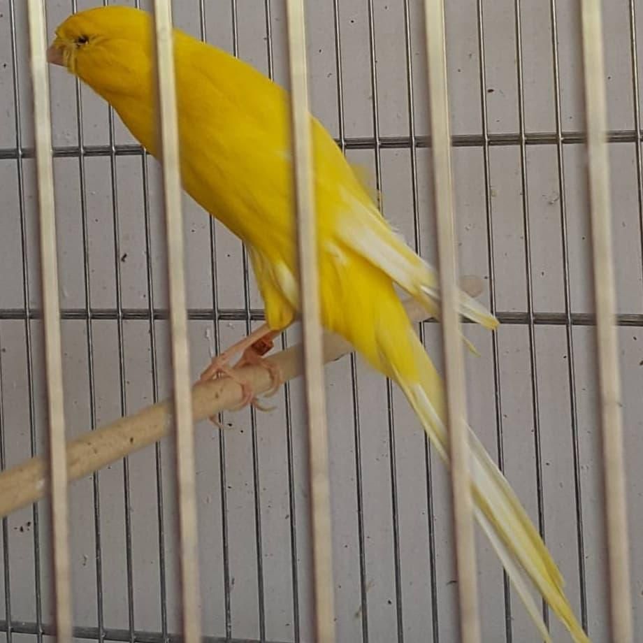 قناری رسمی بلند موزاییکی سرخ رد فاکتور|پرنده|تهران, بهارستان|دیوار