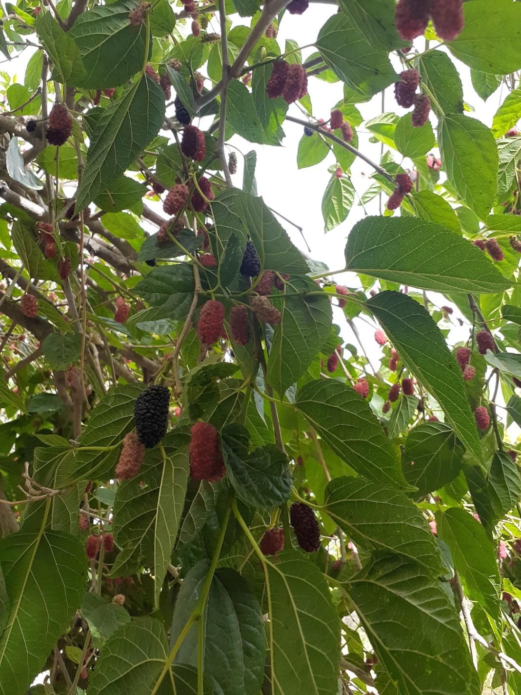 باغ کهن با اصالت، سنددار، با بناقدیمی و خونه باغ|فروش زمین و ملک کلنگی|رباط‌کریم, انجم آباد|دیوار