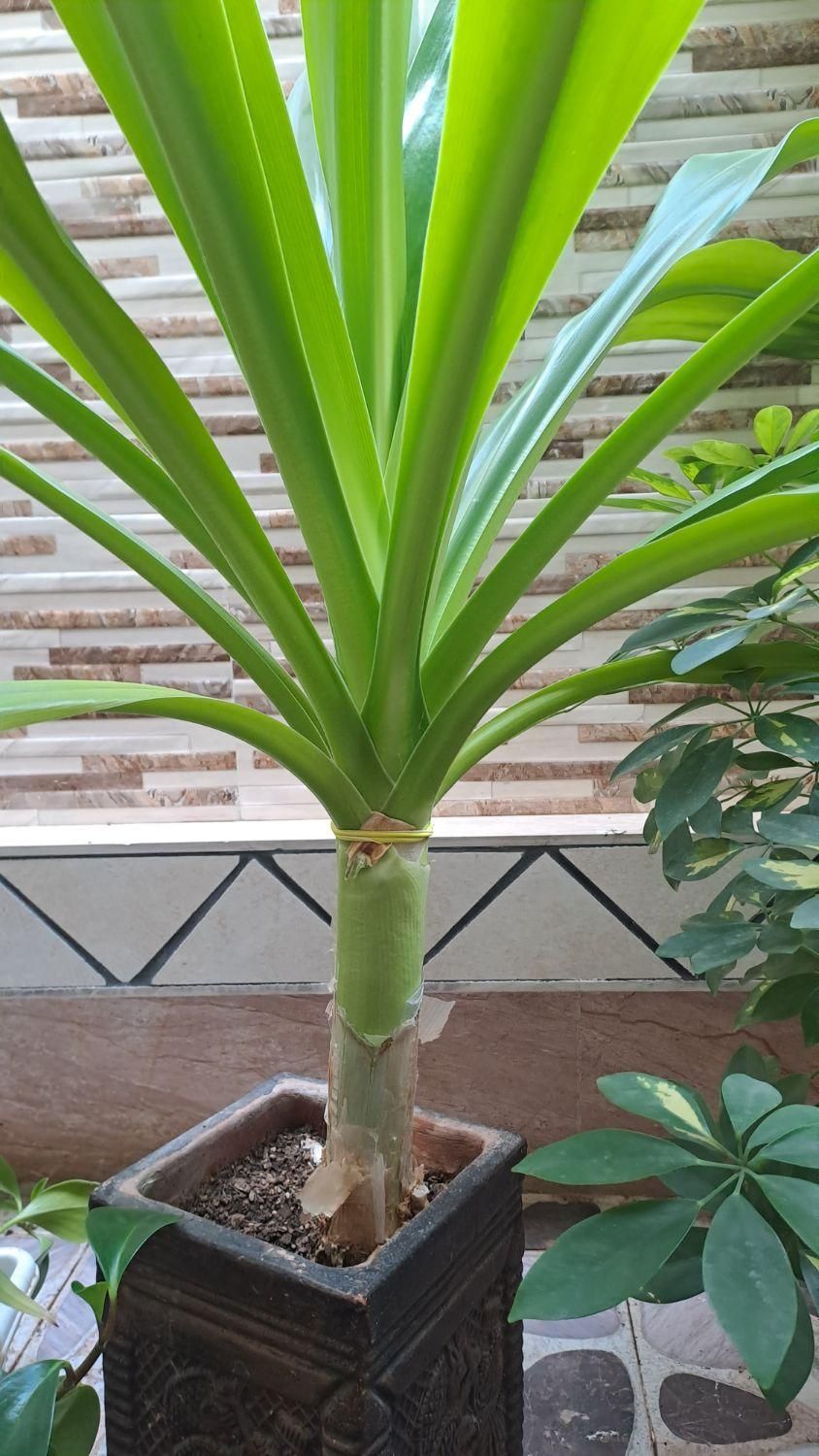 گل ذرتی|گل و گیاه طبیعی|کازرون, |دیوار