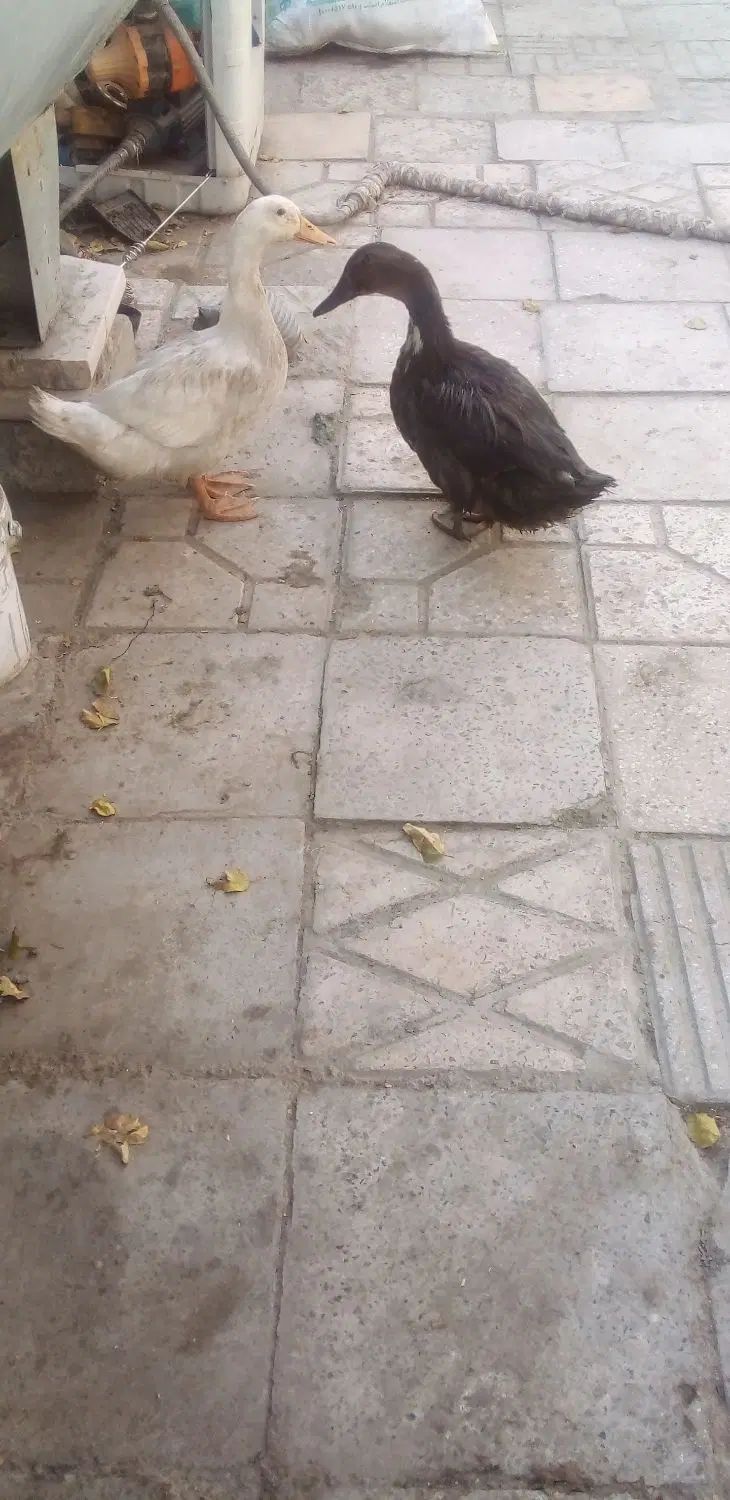 اردک سفید وسیاه جوان|پرنده|تهران, دولتخواه جنوبی|دیوار