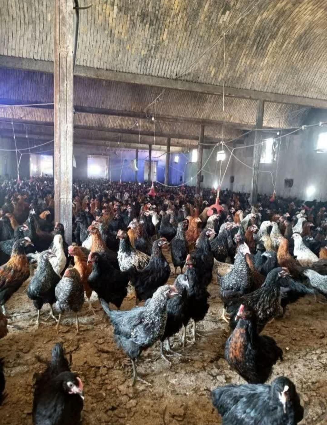 نیمچه نوچه ۷۰ روزه و ۴ ماهه+جوجه واکسن خورده بلک|حیوانات مزرعه|قم, نیروگاه|دیوار