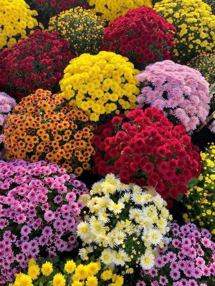 بذر/فضای سبز/سبزیجات/شهرداری/باغچه|گل و گیاه طبیعی|تهران, پونک|دیوار