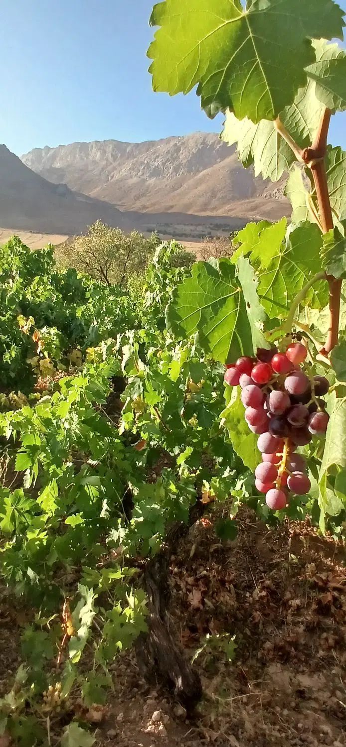 فروش ۲۰۰۰ متر باغ میوه در شهرستان سرسبز بوانات|فروش دفتر صنعتی، کشاورزی، تجاری|بوانات, |دیوار