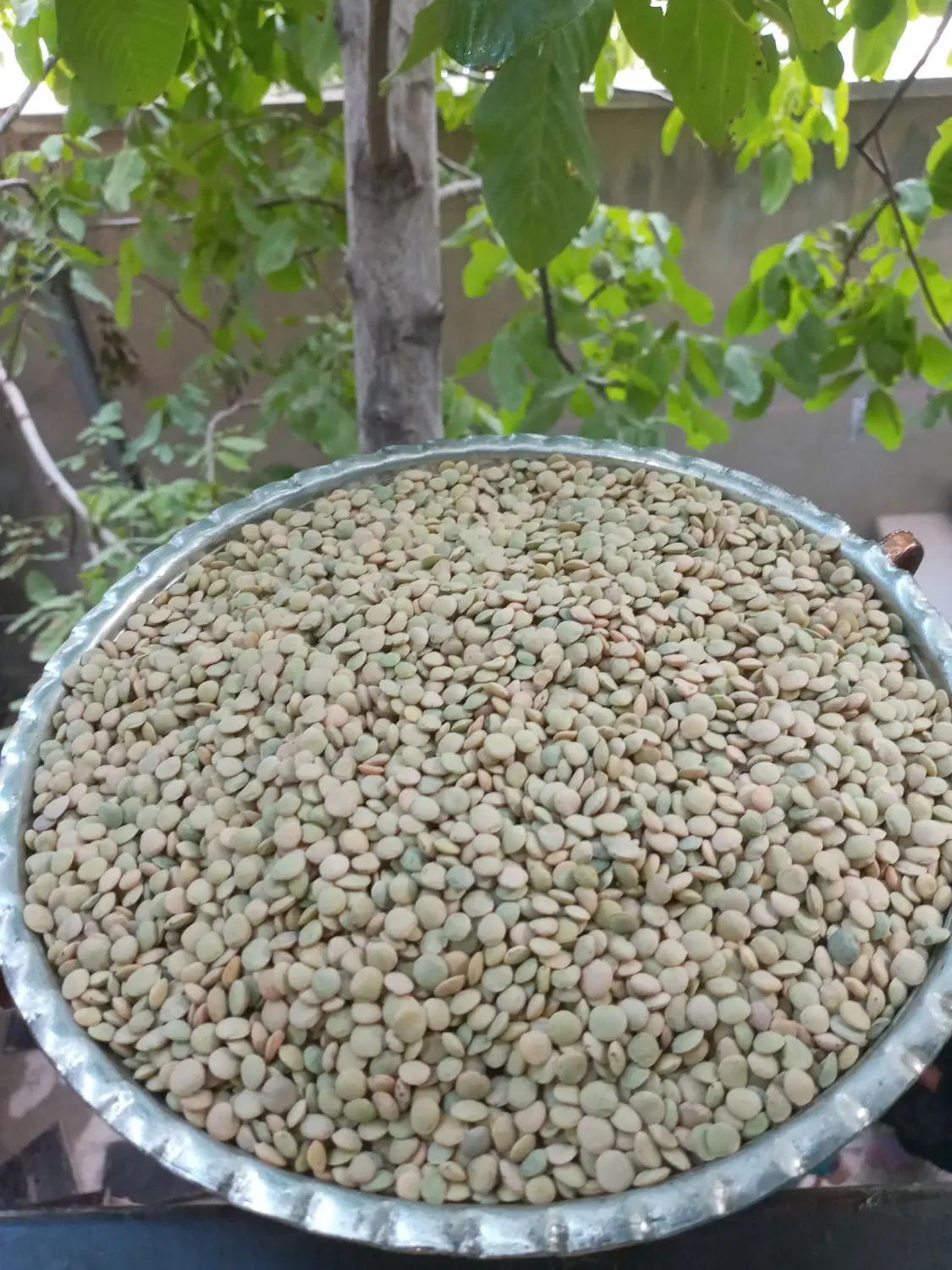 عدس ارگانیک زنجان|خوردنی و آشامیدنی|رشت, بلوار گیلان|دیوار