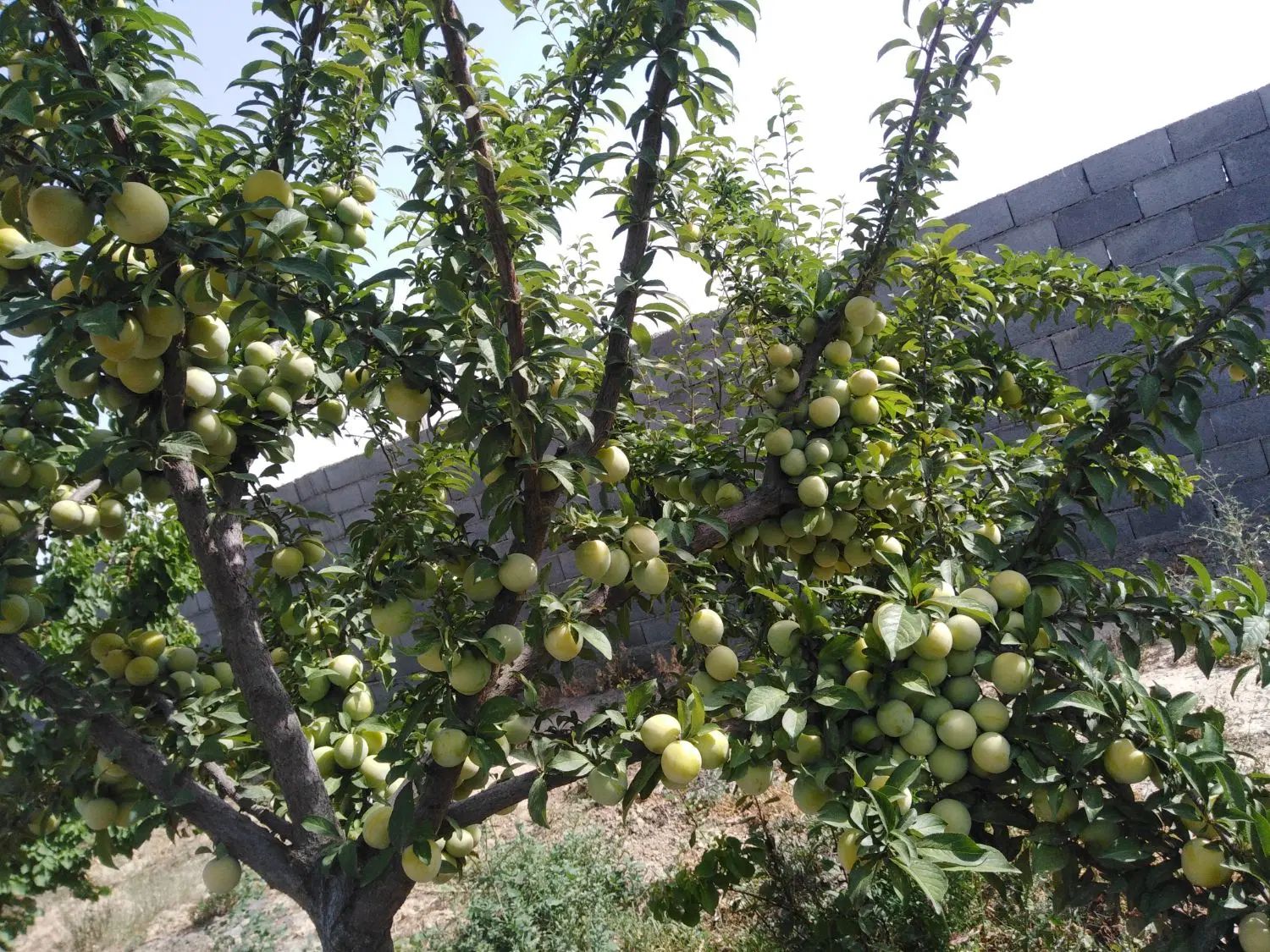 باغ دور دیوار550زاک فردوسی شاهنامه مشهد زمین معاوض|فروش زمین و ملک کلنگی|مشهد, درزآب|دیوار