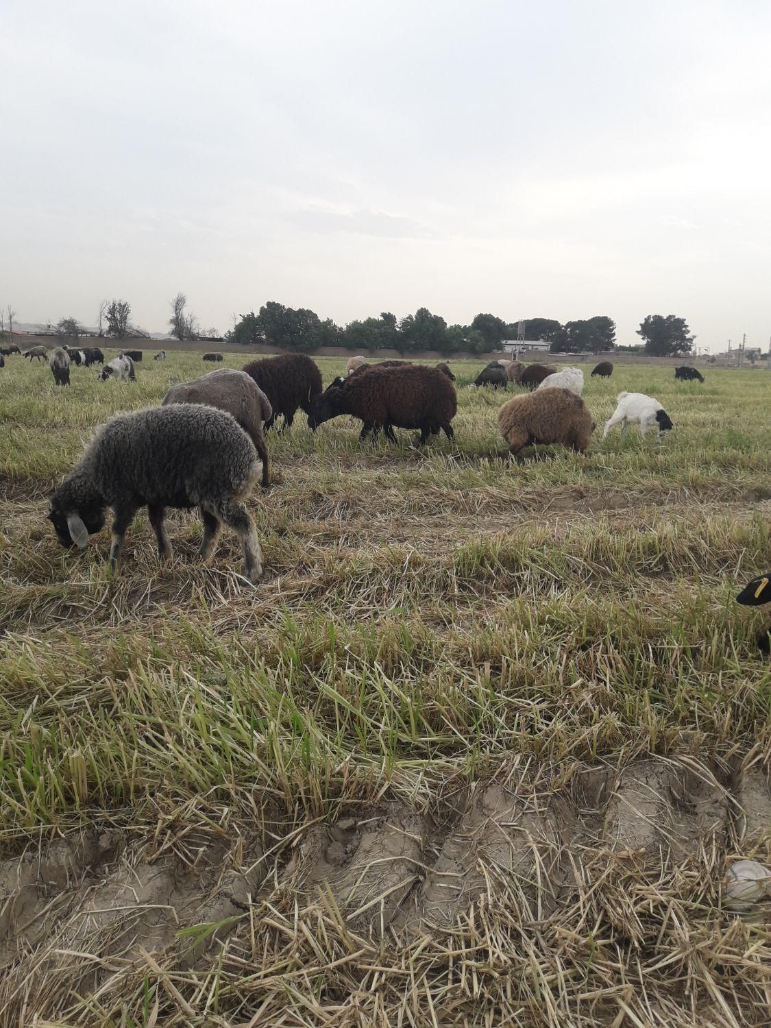 گوسفند زنده با قصاب مجرب|حیوانات مزرعه|کهریزک, |دیوار