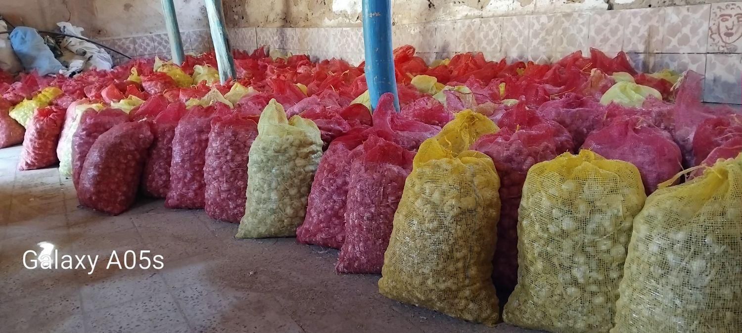 سیر فروشی درجه یک در تور    برای بذری|عمده‌فروشی|شادیان, |دیوار