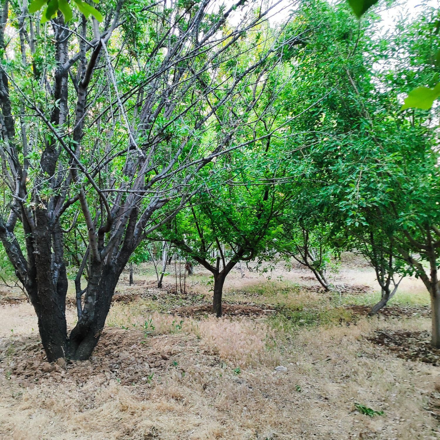 فروش باغچه1500 متری|فروش خانه و ویلا|شیراز, آبیاری|دیوار