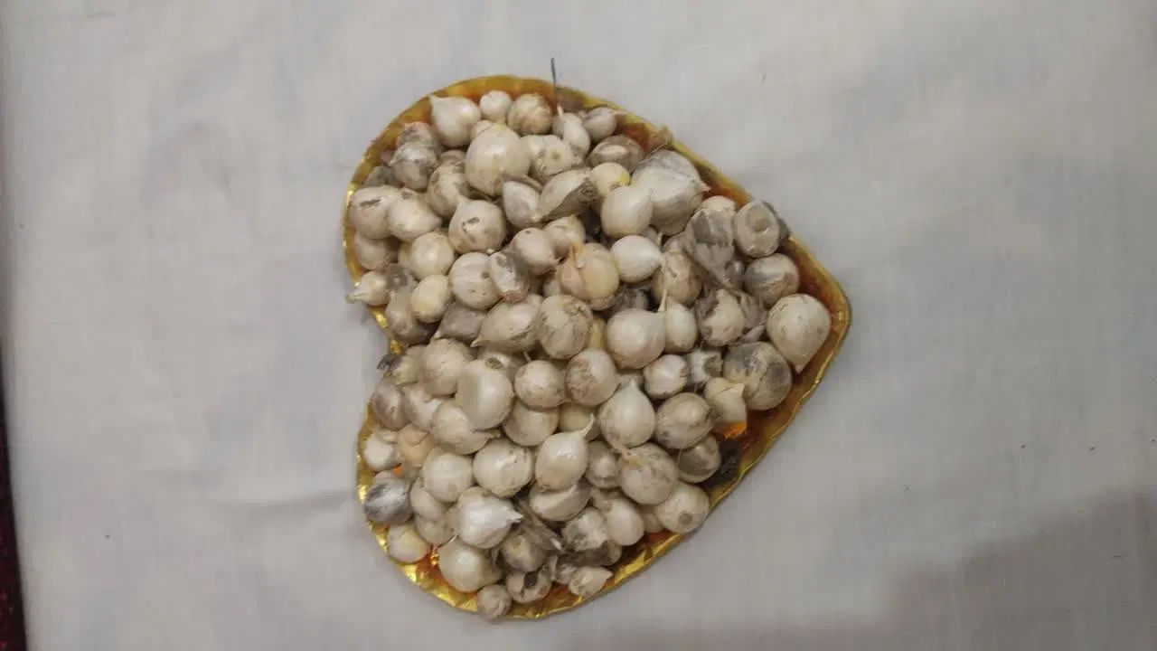 موسیر بذری|گل و گیاه طبیعی|اصفهان, محمودآباد|دیوار