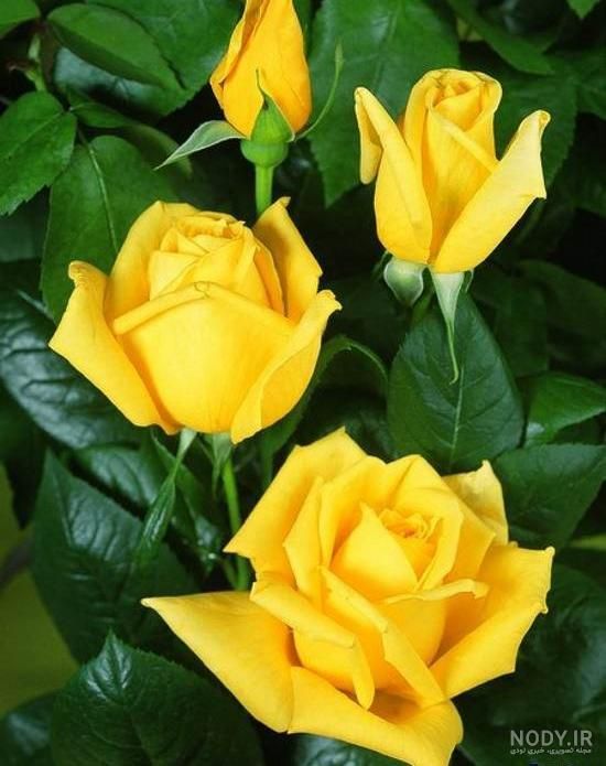 خوابگاه دخترانه زرگری|اجارهٔ کوتاهمدت آپارتمان و سوئیت|شیراز, زرگری|دیوار