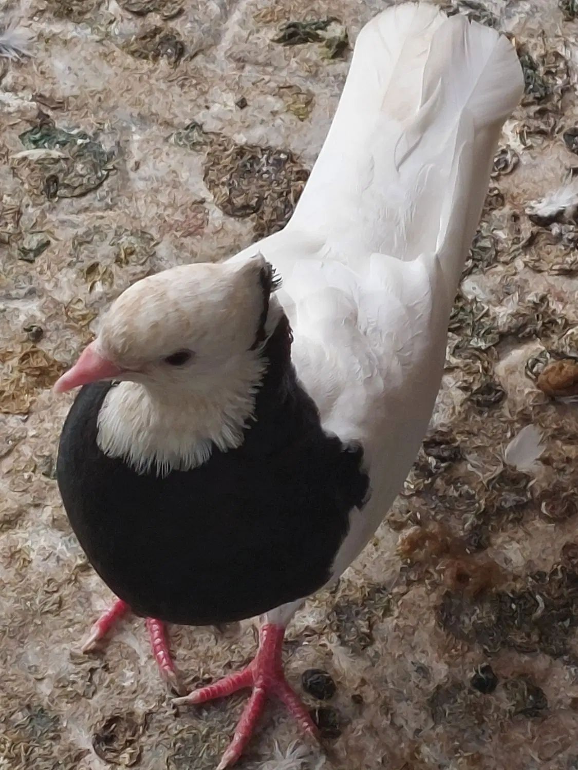 کبوتر طوقی ماده + فروش تعدادی کبوتر بصورت جمله ای|پرنده|بوشهر, |دیوار