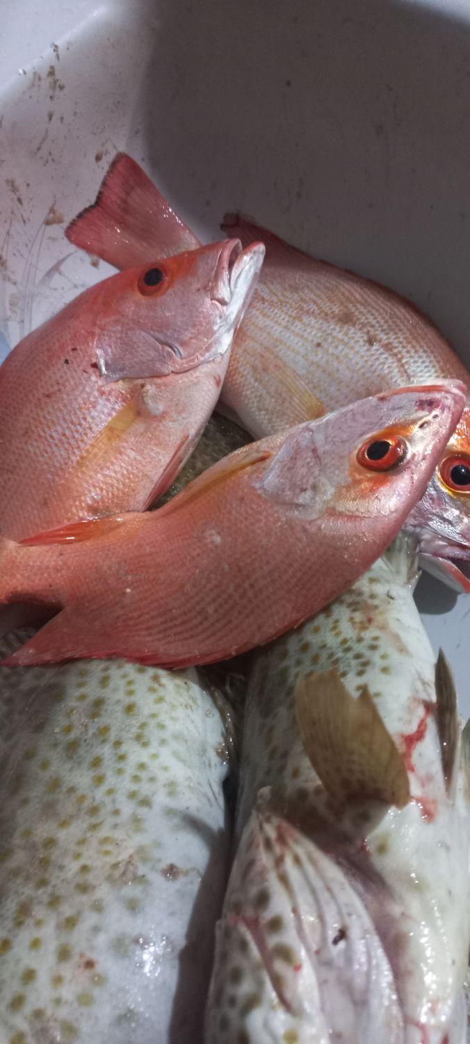 قایق سواری وماهیگیری تفریحی در سیراف|خدمات حمل و نقل|بندر کنگان, |دیوار