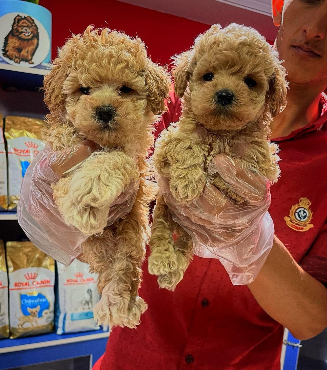 توله های جذاب پودل|سگ|تهران, درکه|دیوار