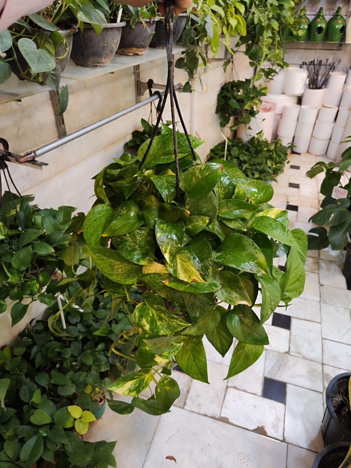 گل آپارتمانی پتوس آویز دار بنجامین آگلونما قاشقی|گل و گیاه طبیعی|قم, نیروگاه|دیوار