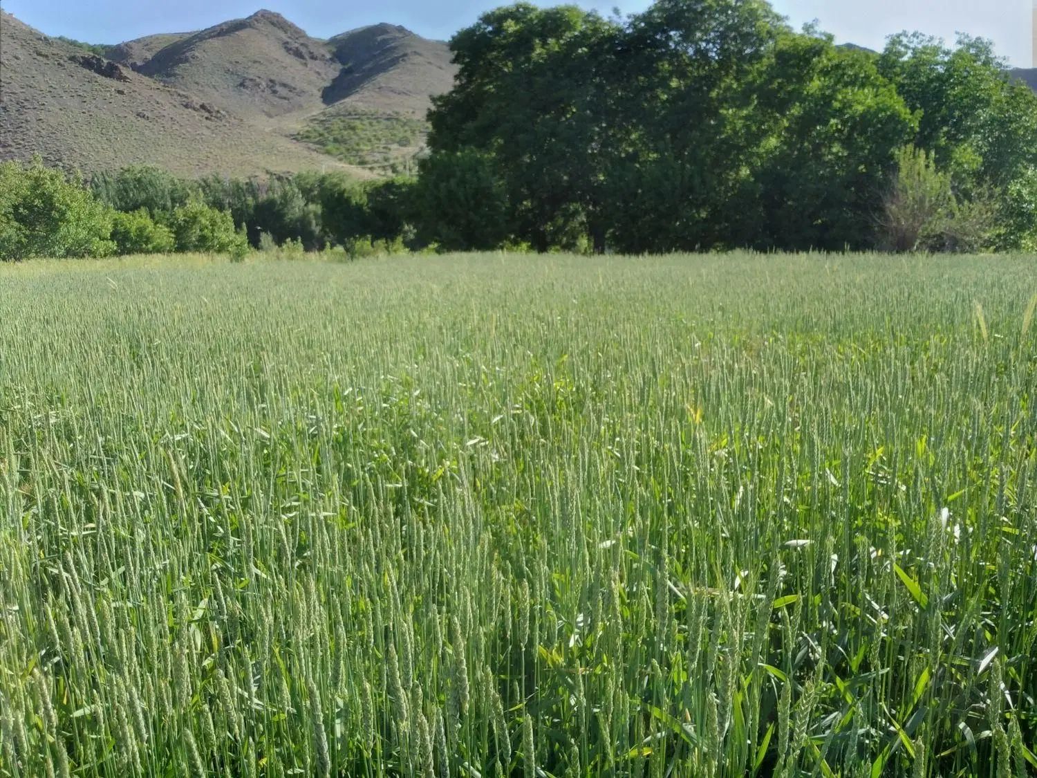 باغ پلاک دوم رودخانه حوالی پل زمانخان روستای چمنار|فروش دفتر صنعتی، کشاورزی، تجاری|نجف‌آباد, امام خمینی|دیوار