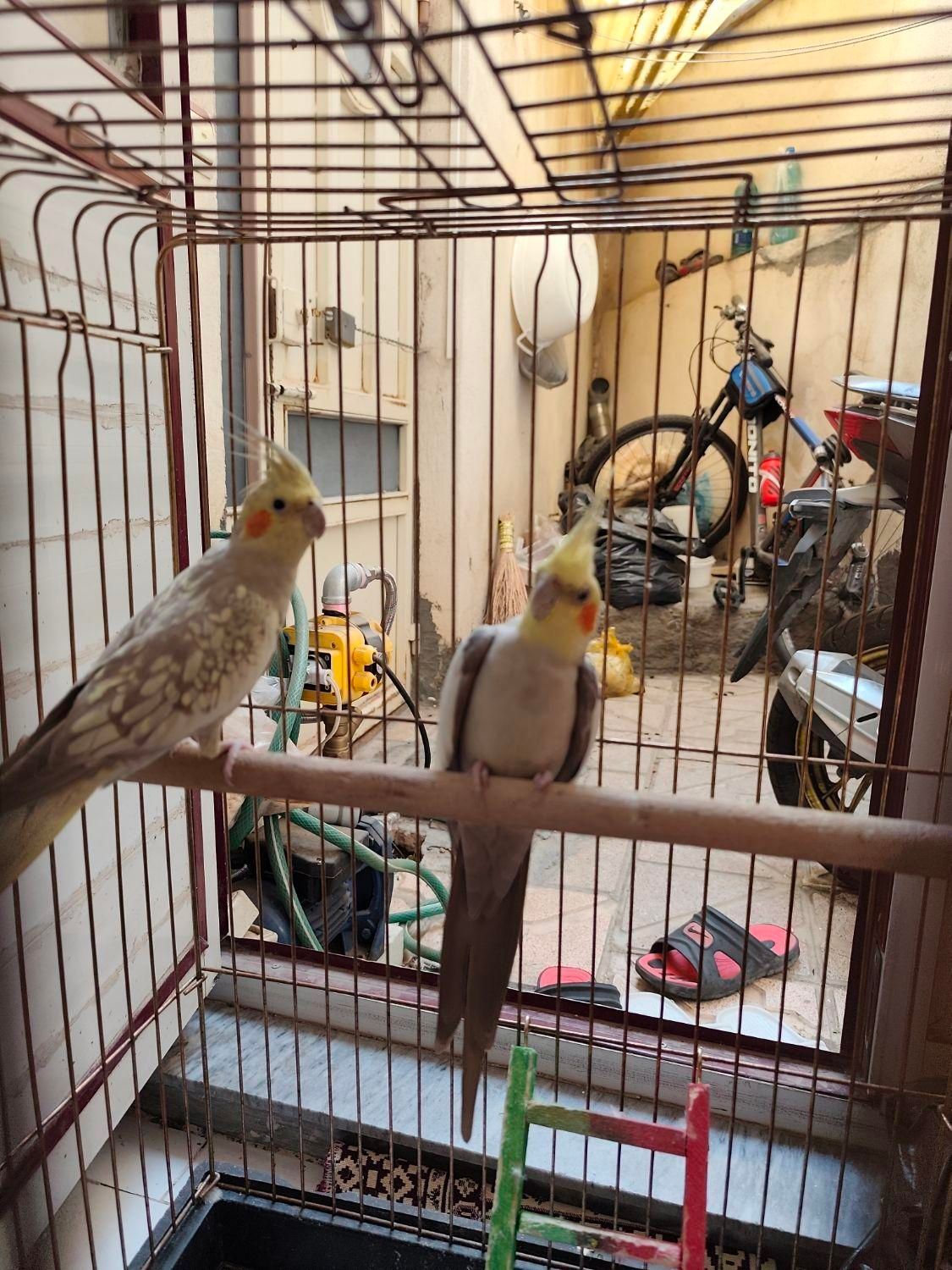 عروس نرماده تخم گذار|پرنده|تبریز, |دیوار