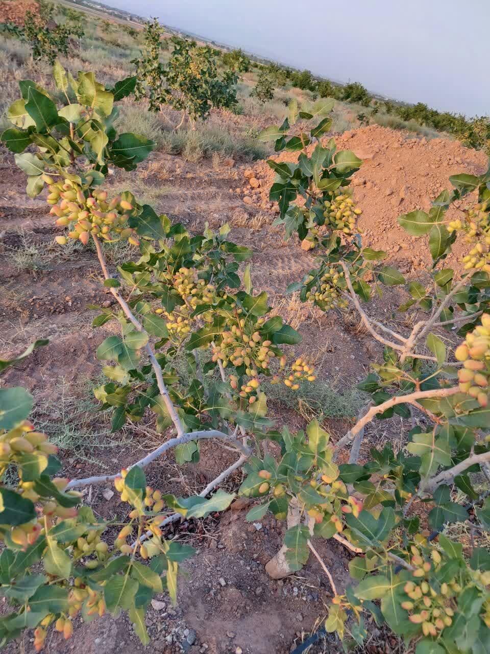 فروش باغ و زمین دو هکتاری پسته و انار لالایین فوری|فروش زمین و ملک کلنگی|ساوه, |دیوار