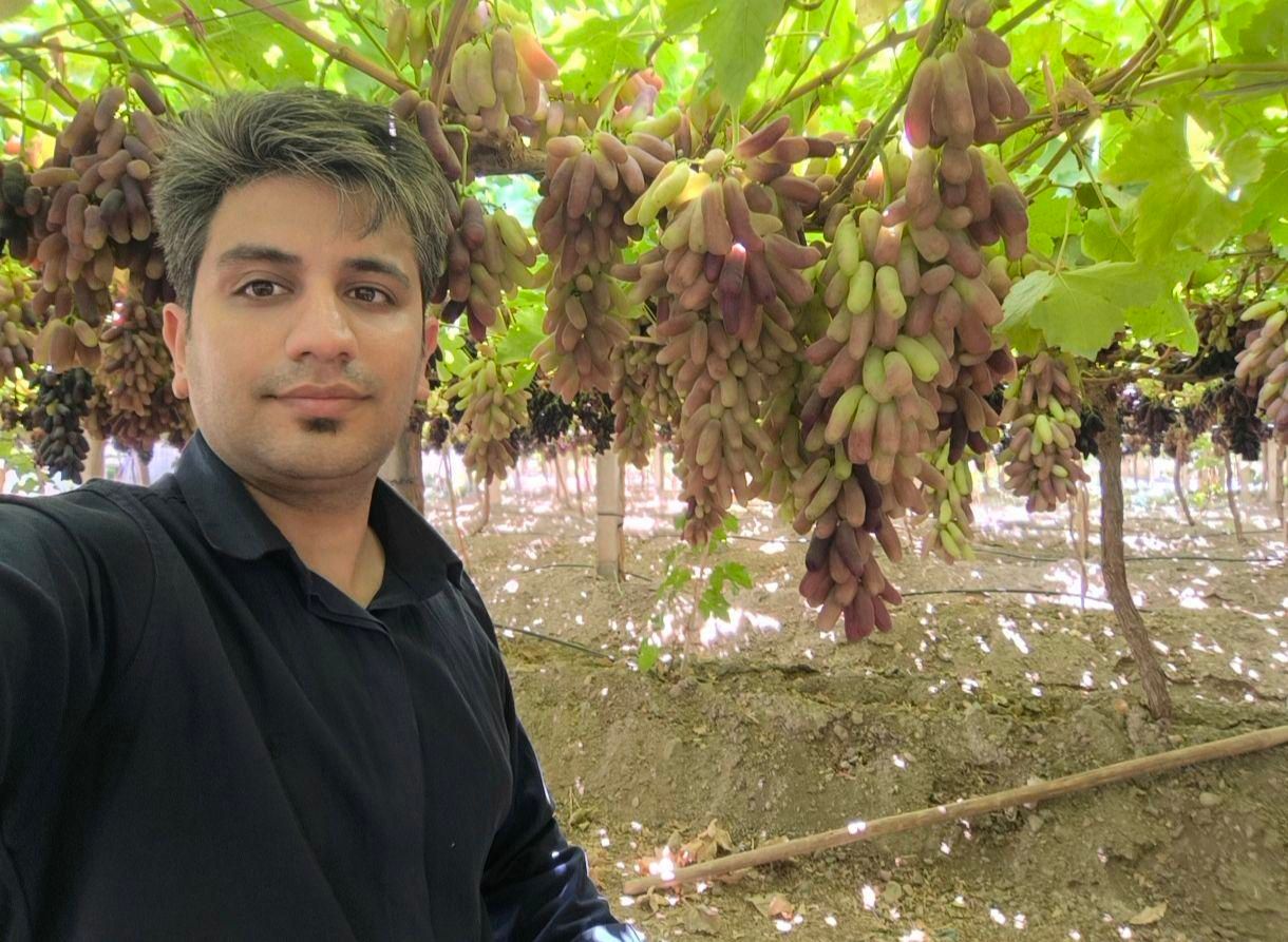 نهال انگور رو از منه تولید کننده بخر، نه دلال.|خدمات باغبانی و درختکاری|شیراز, باغشهر اهل بیت|دیوار