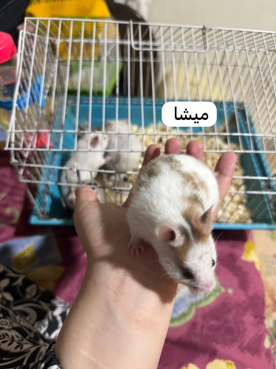 تعدادی همستر زیبا و باهوش|موش و خرگوش|تهران, حبیب الله|دیوار