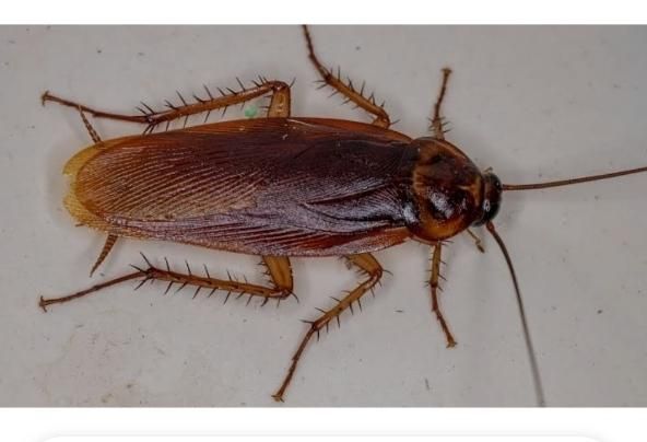 سمپاشی تضمینی سوسک آلمانی،سوسک فاضلاب،ساس،موش|خدمات نظافت|شیراز, زند|دیوار