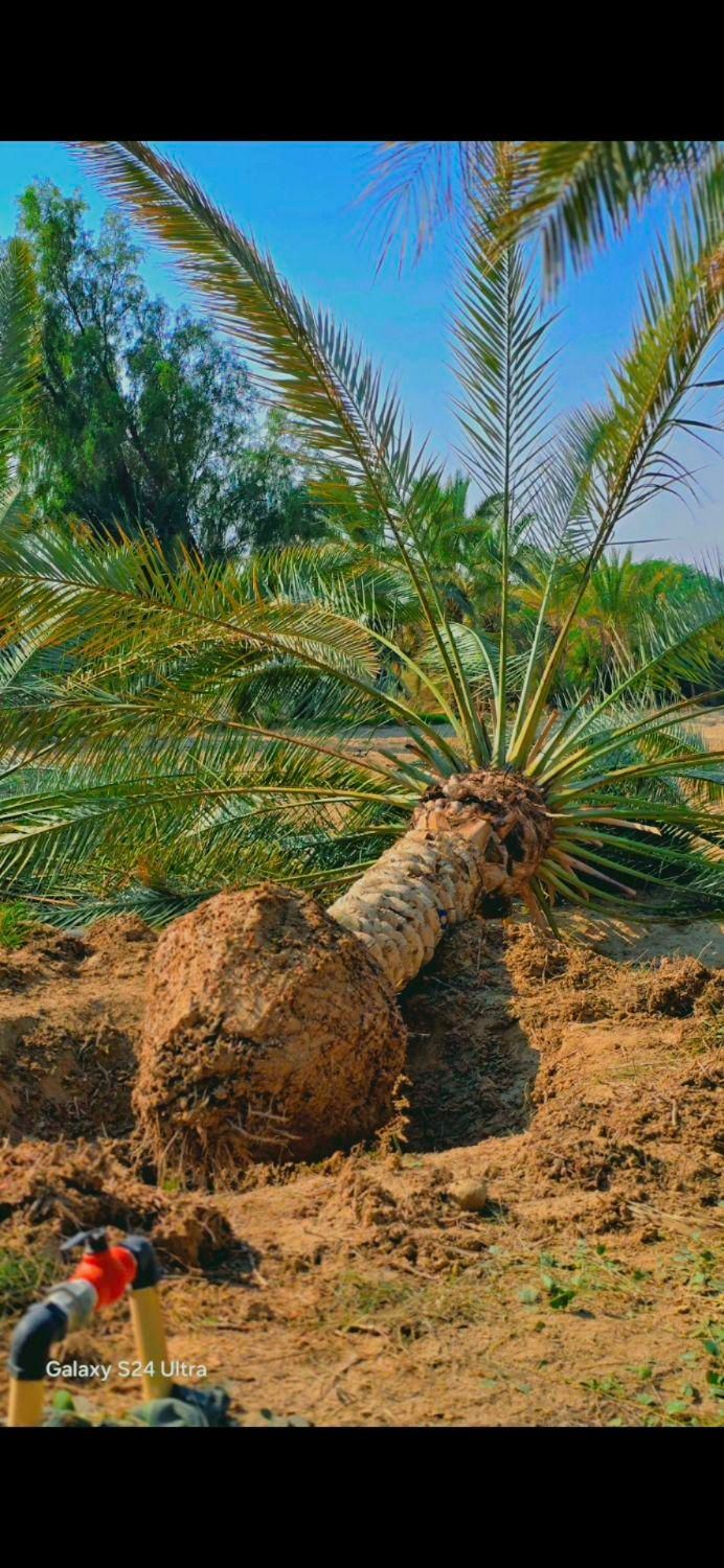 ارسال پالم با مجوز سازمان جهادکشاورزی|خدمات باغبانی و درختکاری|قشم, |دیوار