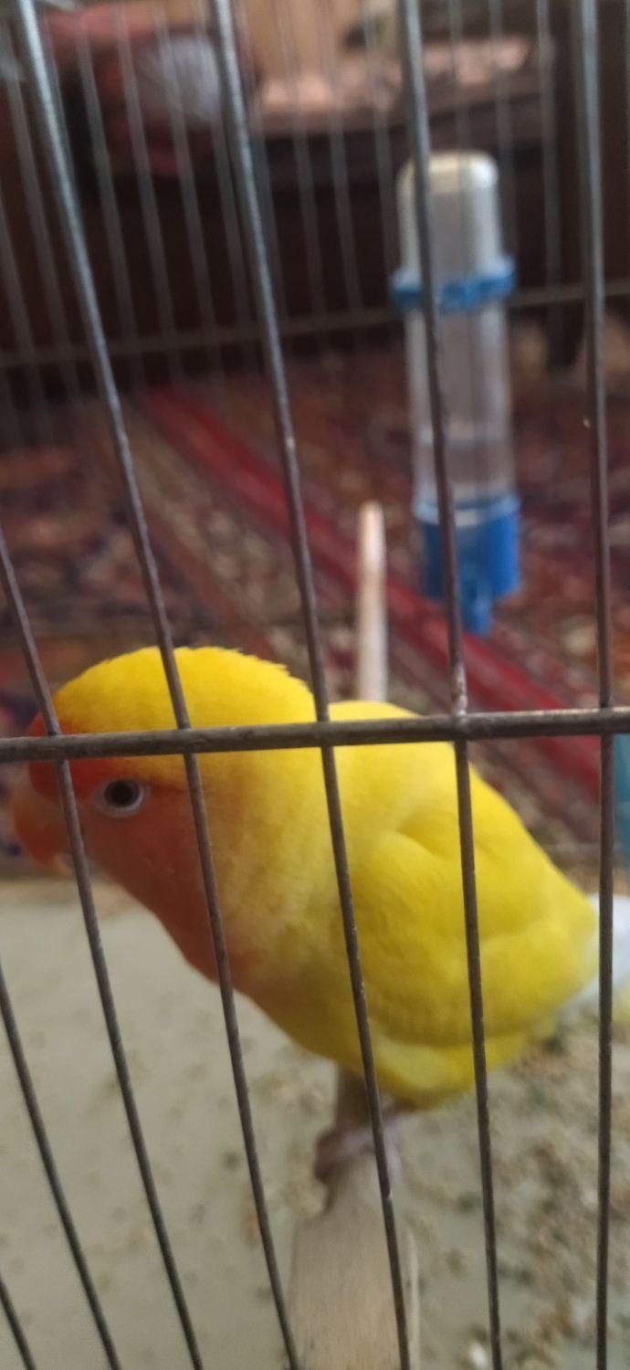کوتوله برزیلی|پرنده|شیراز, لب آب|دیوار