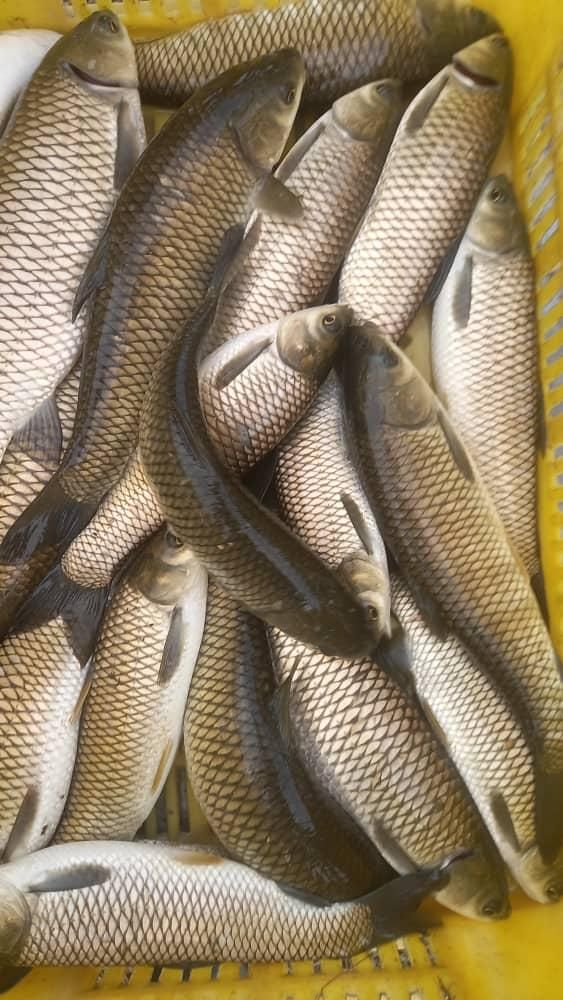 مرکز پخش بچه ماهی کپور وفیتوفاک وامور  اوزن برون|ماهی|همدان, |دیوار