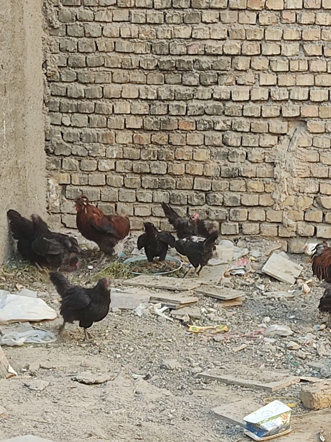 مرغ سیاه تخمگذار|حیوانات مزرعه|اصفهان, شهرک ولیعصر|دیوار