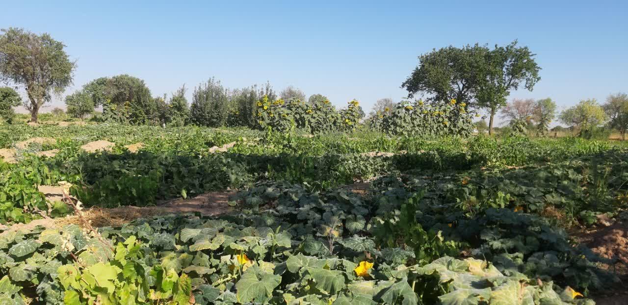 فروش باغ تاکستان قزوین ۸۳۲۰ متری|فروش زمین و ملک کلنگی|تهران, دریاچه شهدای خلیج فارس|دیوار