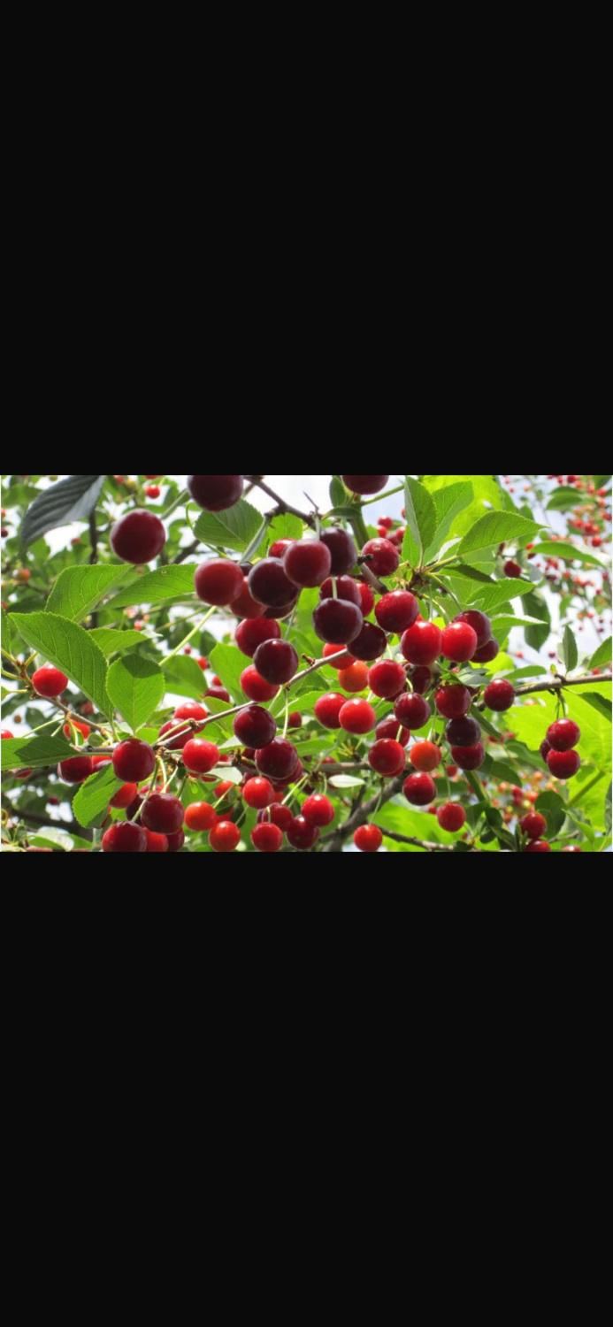 فروش باغ در اخر شبستر با تمامی وسایل داخل ویلا|فروش خانه و ویلا|تسوج, |دیوار