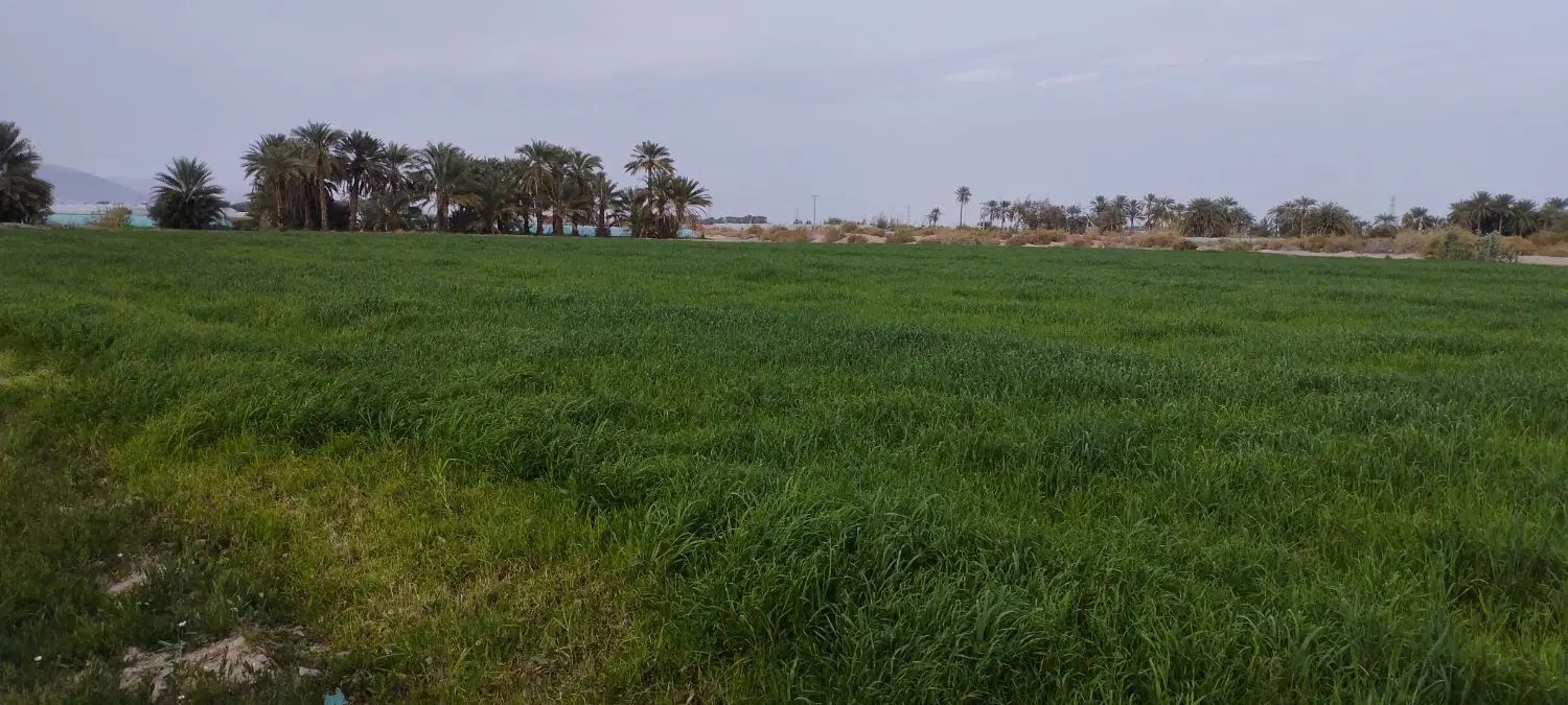 اجاره ده هکتار زمین کشاورزی با شیش دانگ متور|اجارهٔ دفتر صنعتی، کشاورزی، تجاری|کهنوج, |دیوار