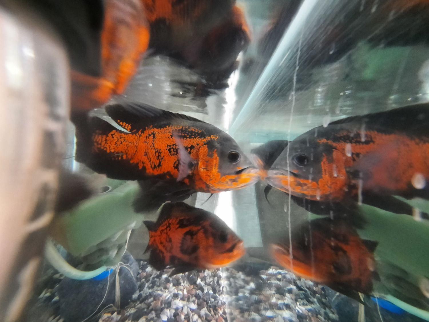 ماهی اسکار سلطنتی رد.حلزون سیب.|ماهی|کاشان, دانش|دیوار