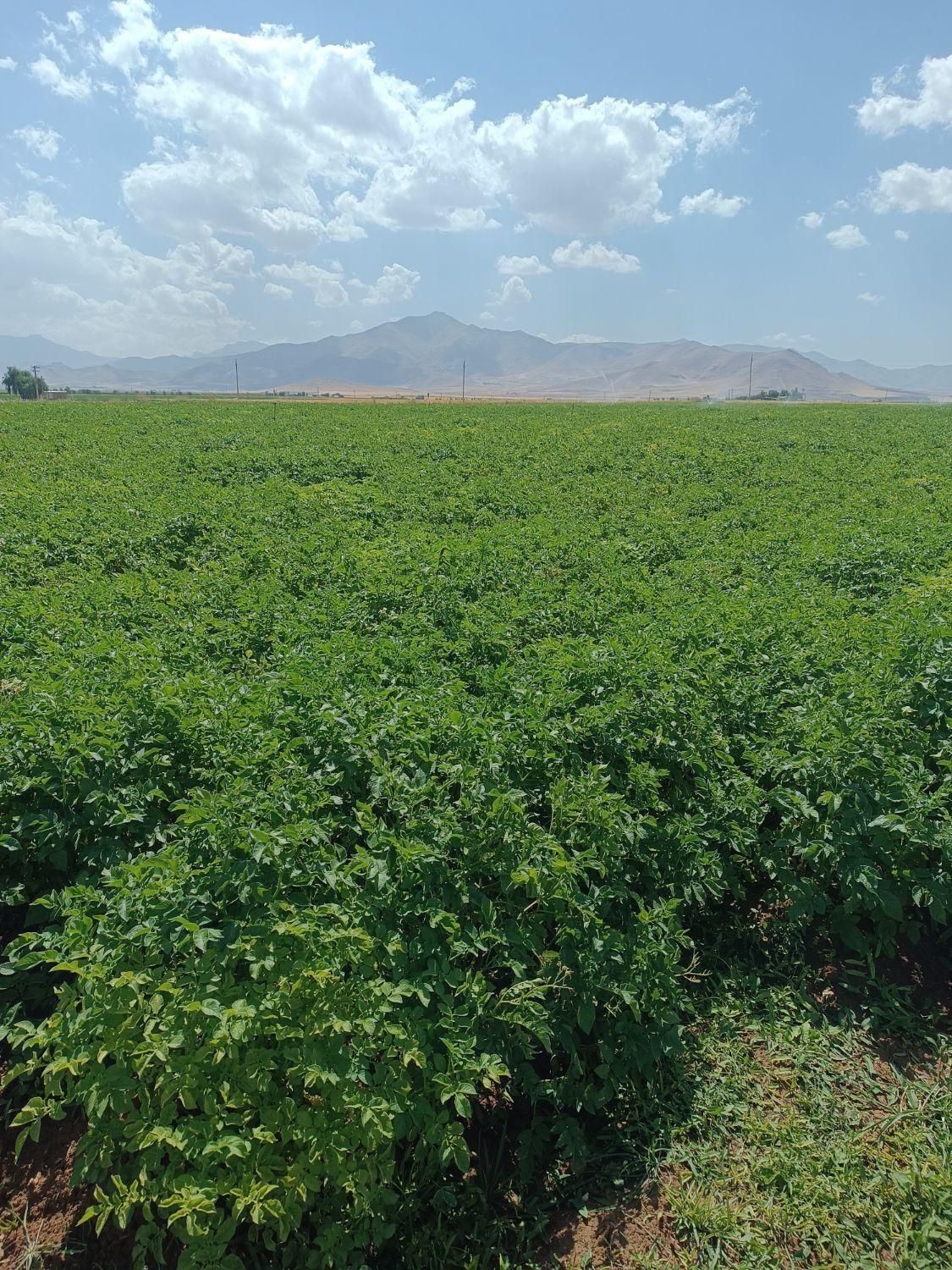 بزر سیب و سیر|فروشگاه و مغازه|دزفول, |دیوار