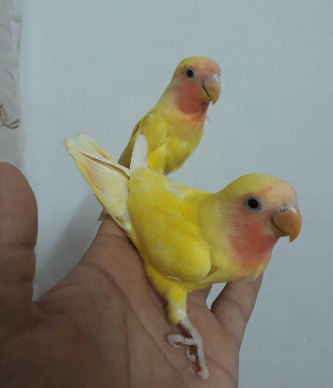 مرغ عشق و کوتوله برزیلی دستی دررنگ های مختلف|پرنده|قم, سرحوض|دیوار