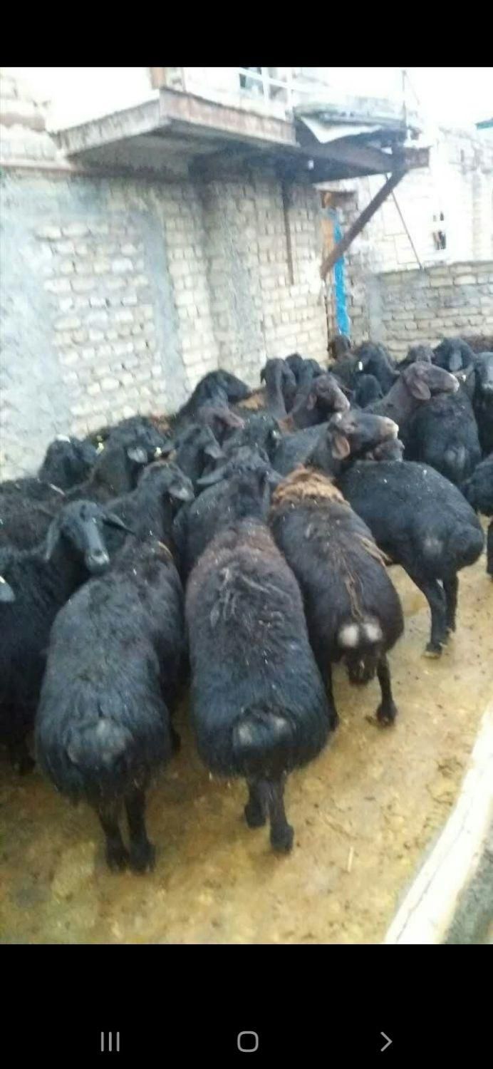 خرید وفروش گوسفند افشاری میش وبره ماده وبره نر|حیوانات مزرعه|بروجرد, |دیوار