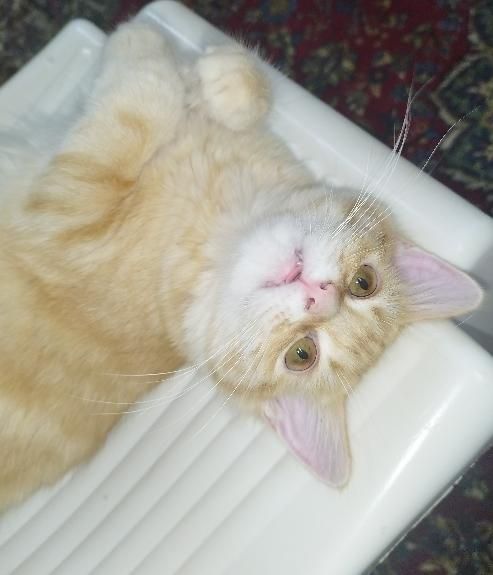 پیشی 4 ماهه|گربه|بندر انزلی, آخرخط|دیوار