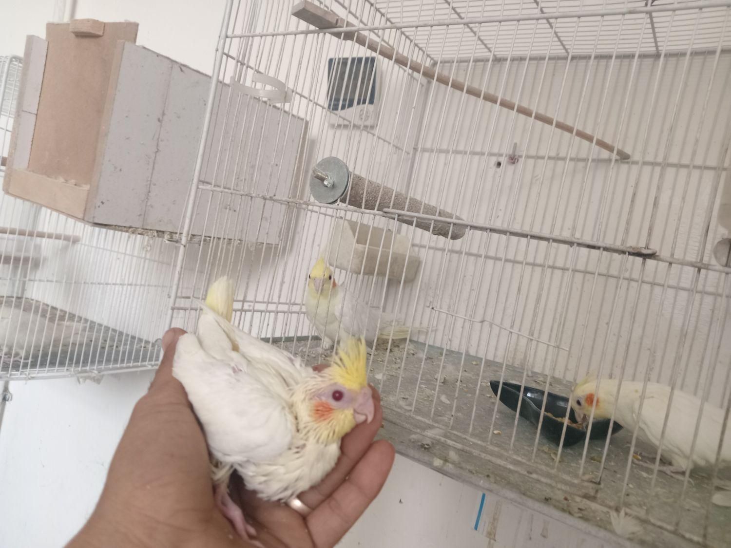 واگذاری سالن عروس هلندی|پرنده|سبزوار, ابوریحان|دیوار