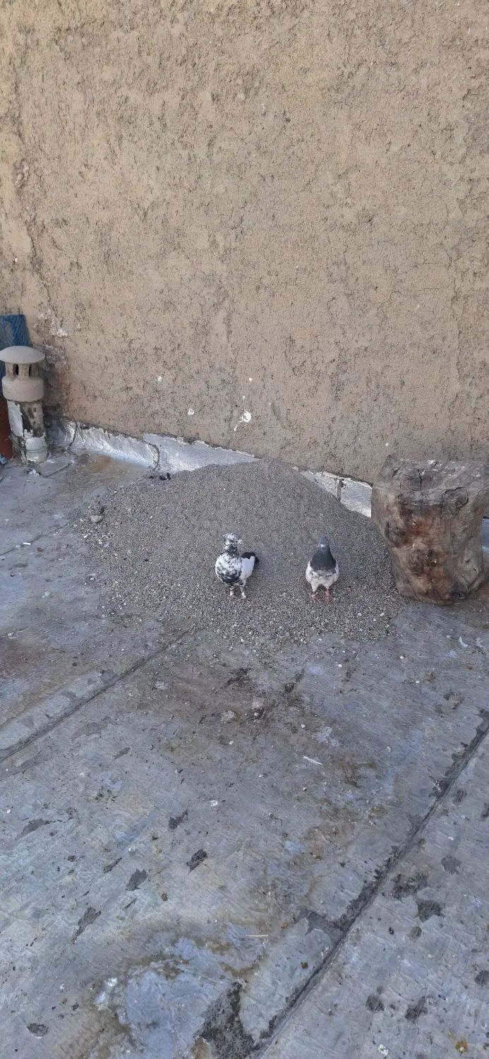 یک جفت نره ماده کله دم سبز به شرط تخم جوجه|پرنده|اراک, |دیوار