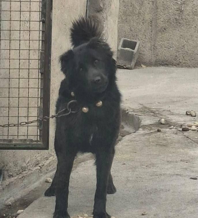 سگ نگهبان|سگ|ورامین, |دیوار