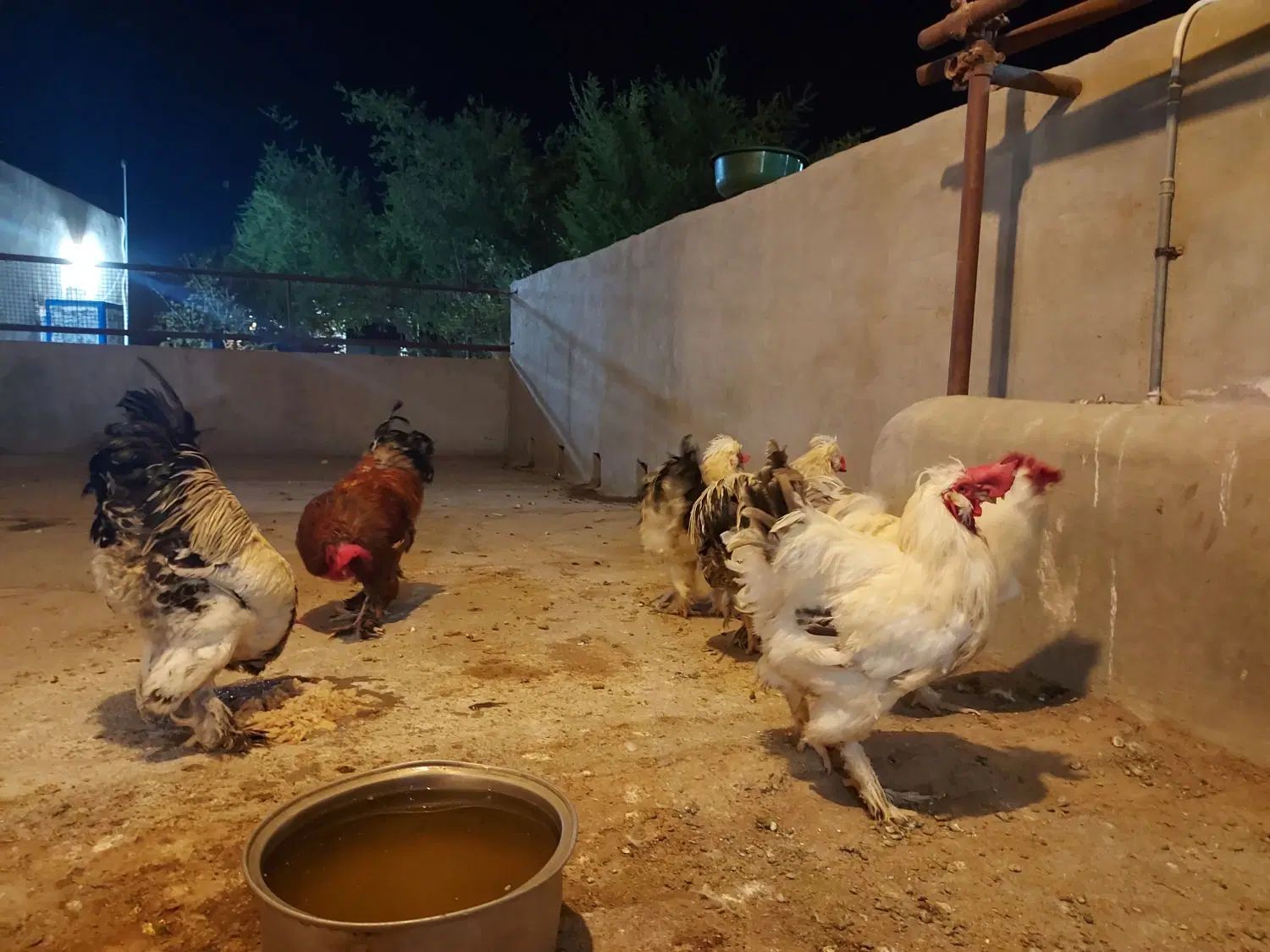 خروس ویژه (سه برابر خروس محلی) قیمت مناسب- گراش|حیوانات مزرعه|گراش, |دیوار