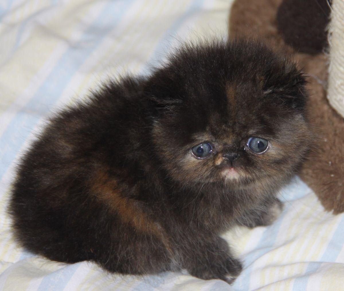 گربه پرشین کوچولو ابریشمی|گربه|تهران, الهیه|دیوار