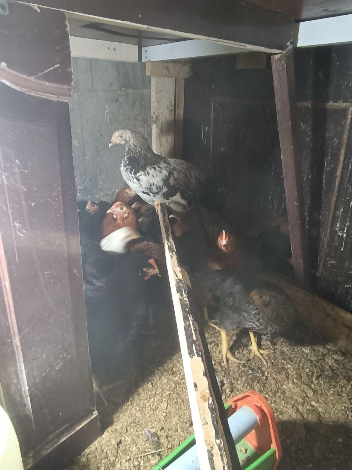 تعدادی مرغ تخم گزاروخروس وکود مرغی|حیوانات مزرعه|اسلامشهر, شهرک قائمیه|دیوار