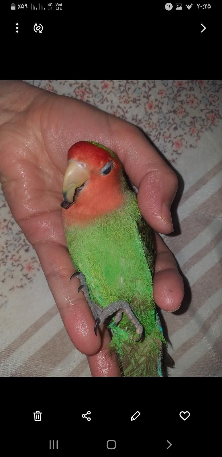 طوطی برزیلی سبز ۳۰میلیون مژدگانی|حیوانات|چهاردانگه (تهران), |دیوار