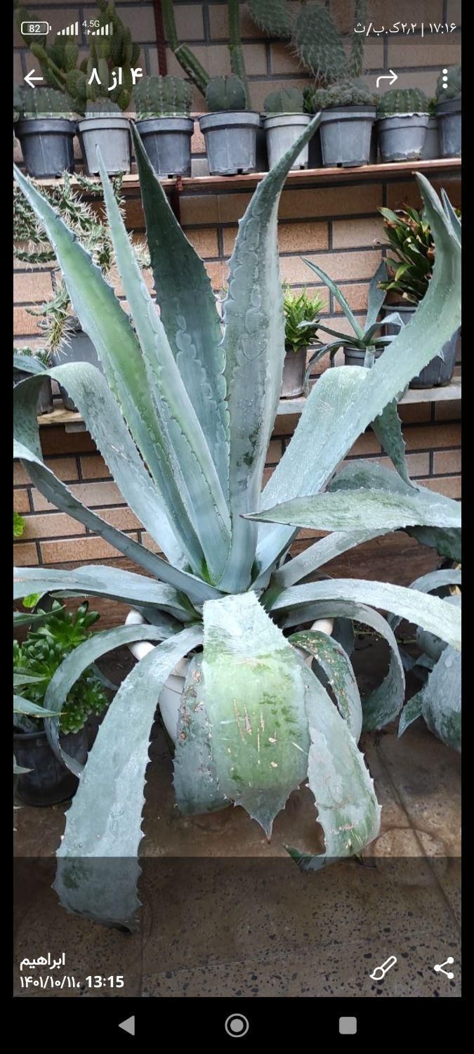 گل اگاو|گل و گیاه طبیعی|اصفهان, قهجاورستان|دیوار