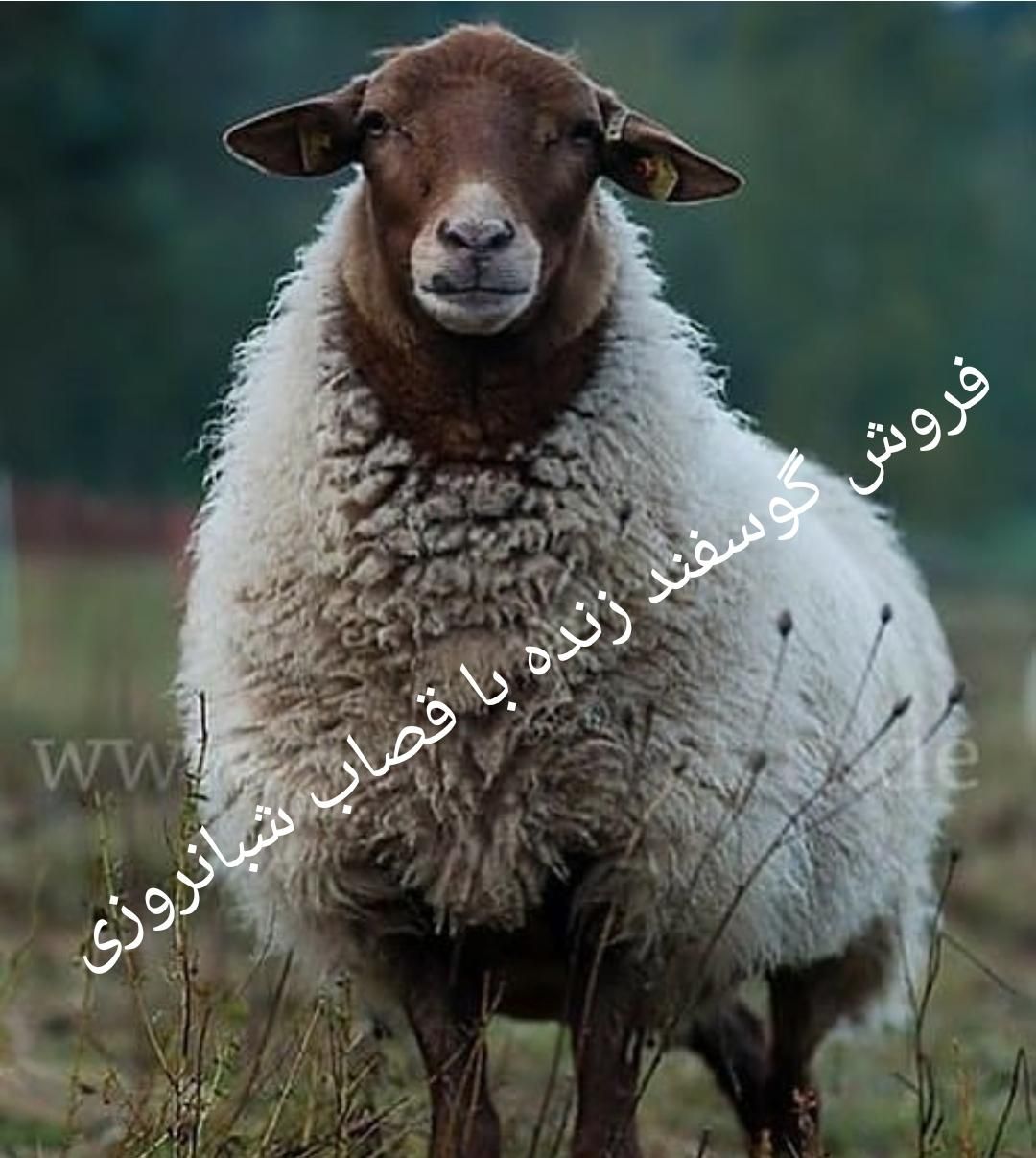 گوسفند فروشی مرکز غرب شمالشهر درب خانه باقصاب زنده|حیوانات مزرعه|تهران, قیطریه|دیوار