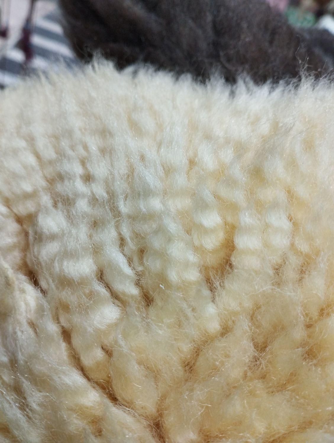 پوست گوسفند مرینوس ( خارجی )|صنایع دستی و سایر لوازم تزئینی|میانه, |دیوار